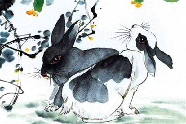 Image result for 屬兔