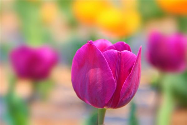 字母e开头的英文名起名秘籍送给你 姓名网